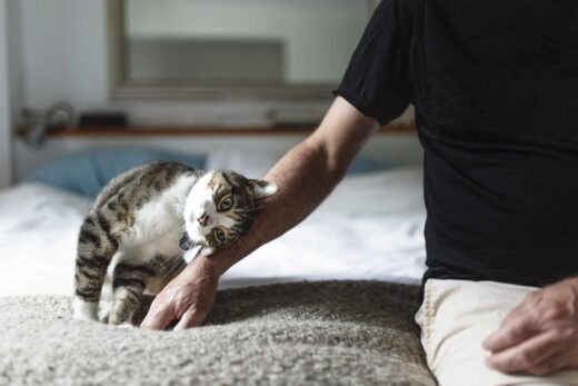 Maximisez le plaisir de vos soirées avec l&#8217;aide de notre conciergerie : Babysitting et Pet Sitting inclus